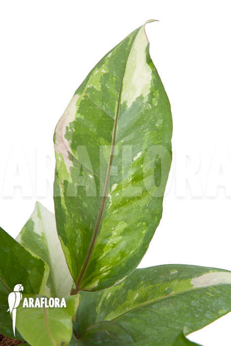 Anthurium variegated