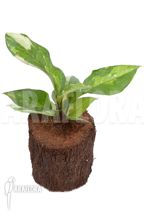 Anthurium variegated