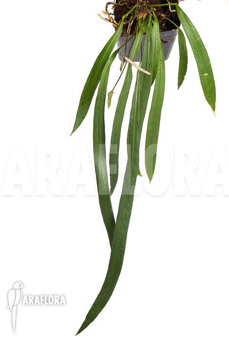 Anthurium vittarifolium “XL”