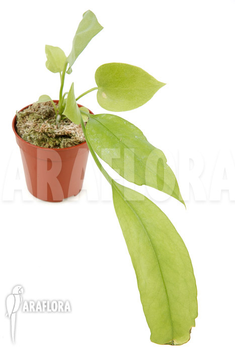 Anthurium vittarifolium typeB ‘starter’