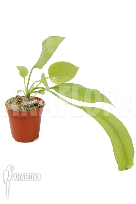 Anthurium vittarifolium typeB ‘starter’