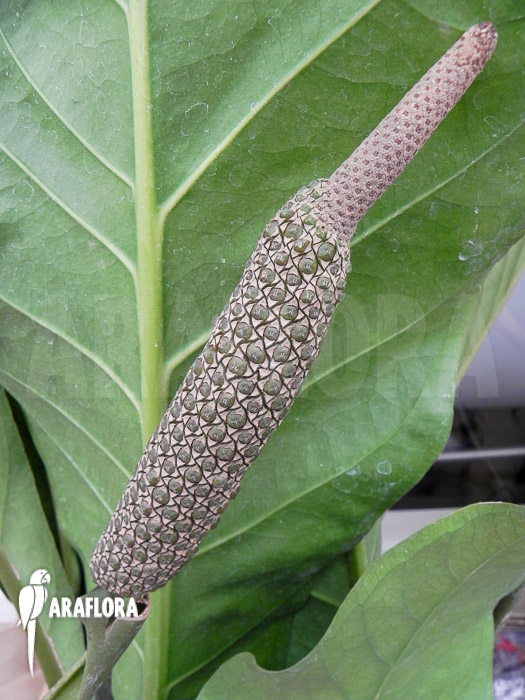 Anthurium x Jungle King