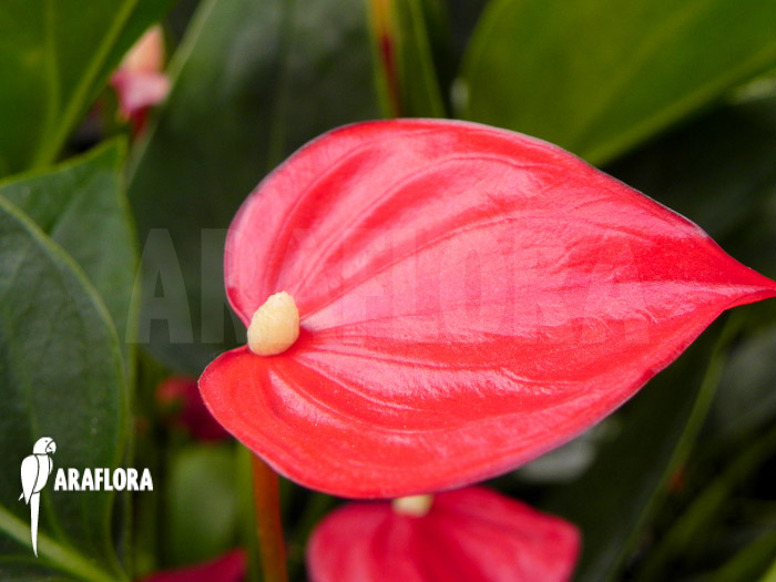 Anthurium x Mini jungle