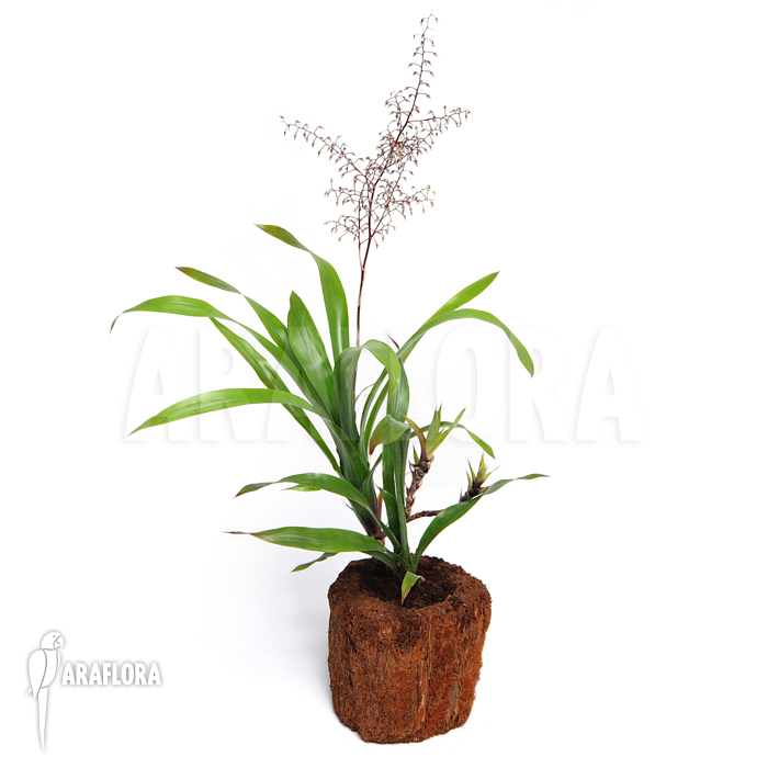 Araeococcus micranthus