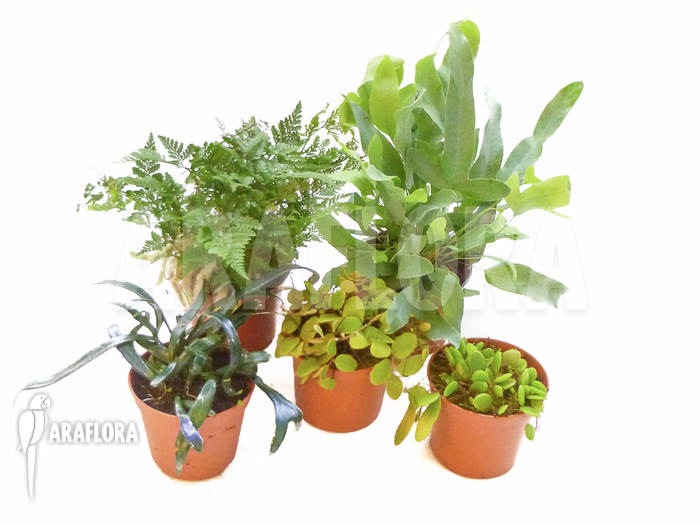 Araflora Fern Easy Starter package 5