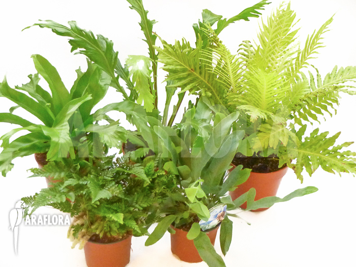 Araflora XL ferns Starter package