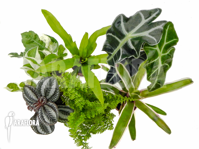 Araflora Terrarrium plant Starterpackage