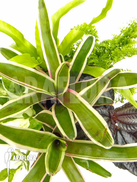 Araflora Terrarrium plant Starterpackage