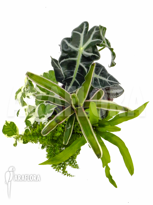 Araflora Terrarrium plant Starterpackage