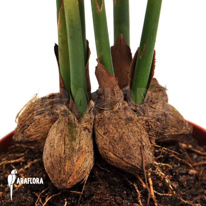 Areca catechu  ‘L’