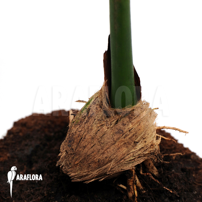 Areca catechu  ‘M’