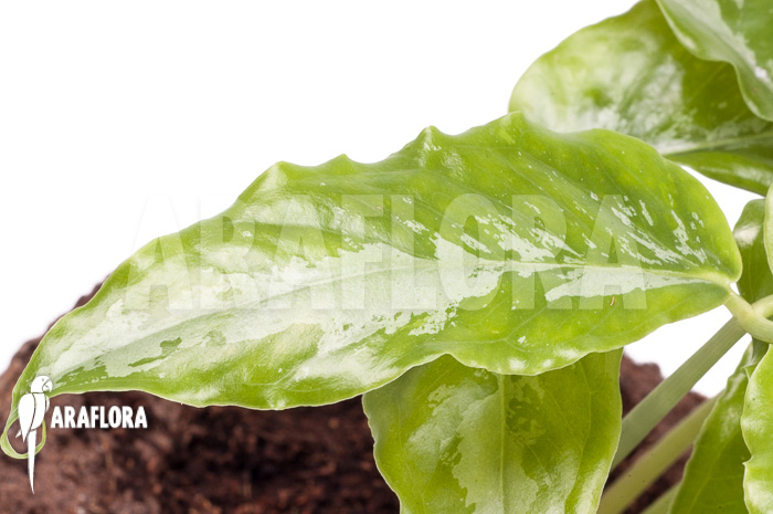 Arisaema filiforme ‘Borneo’