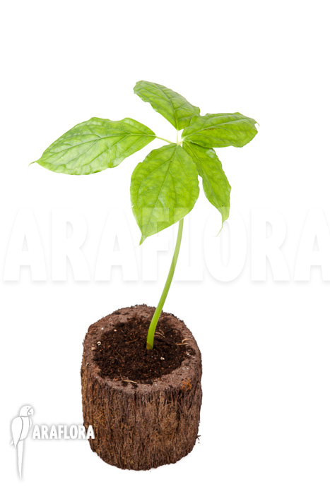 Arisaema filiforme ‘Java’