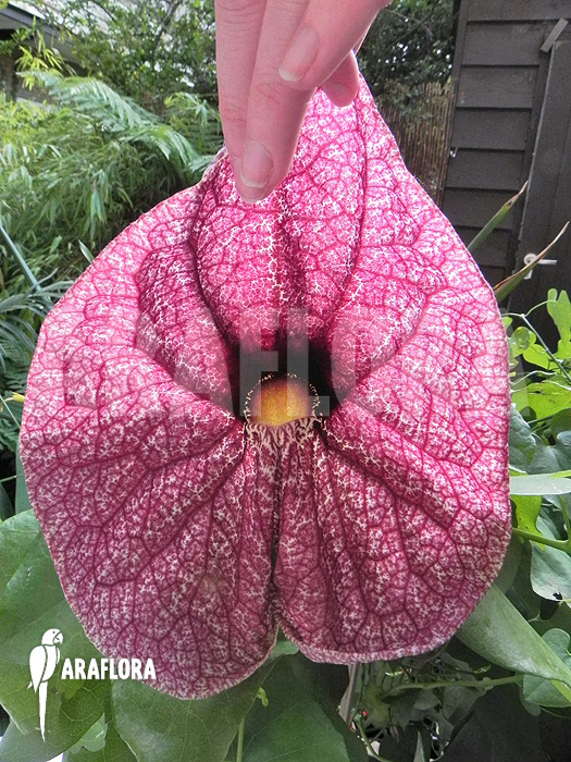 Aristolochia-gigantea-1