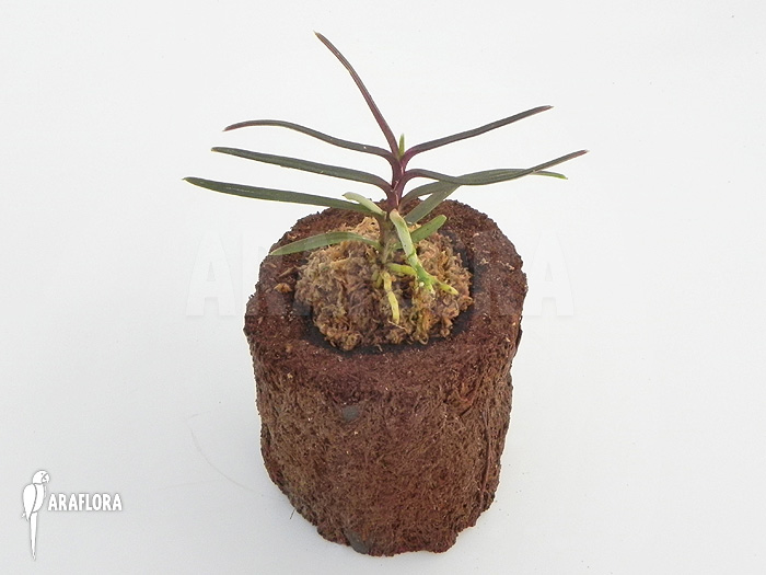 Ascocentrum christensonianum