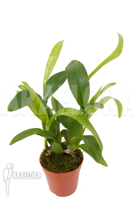 Aspasia lunata ‘M’