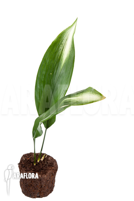 Aspidistra eliator ‘S’