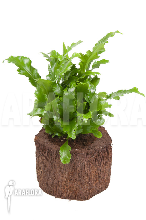 Asplenium nidus ‘Campio’