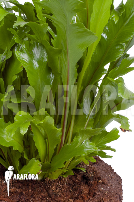 Asplenium nidus ‘Campio’