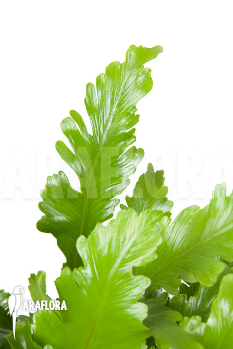 Asplenium nidus ‘Campio’