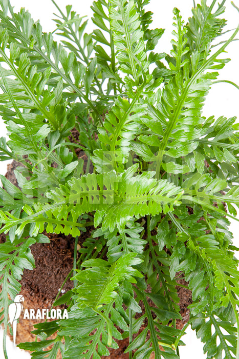 Asplenium x kenzoi L