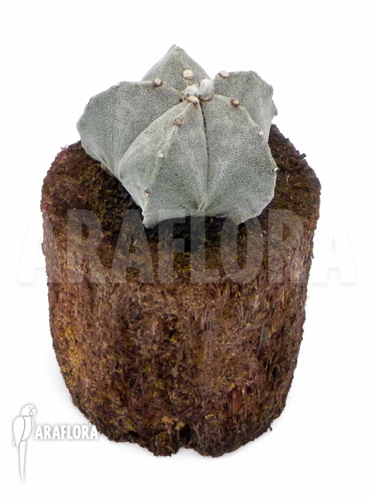 Astrophytum myriostigma