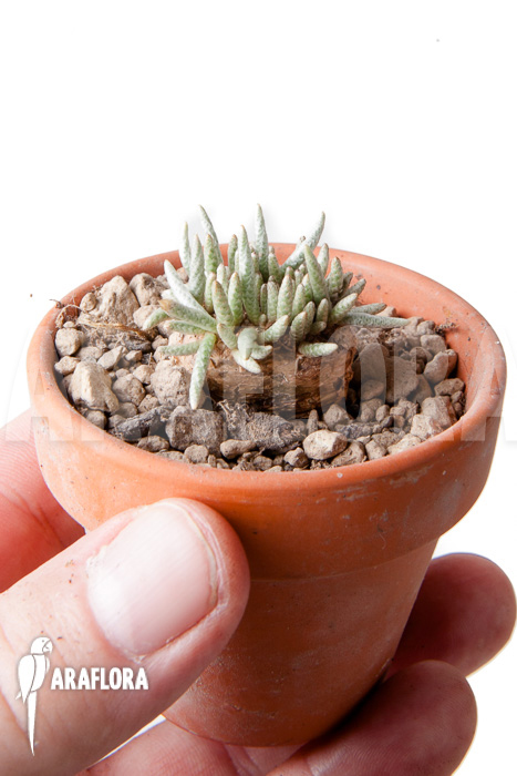 Avonia quinaria ‘S’