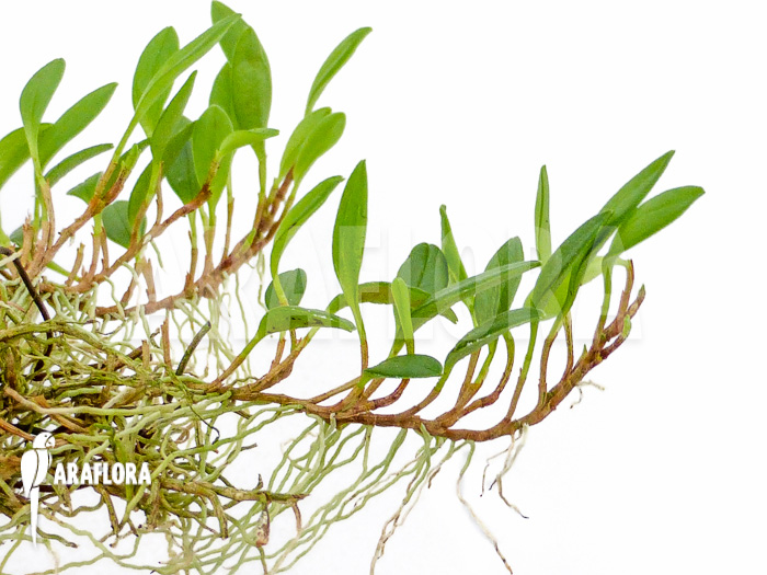 Barbosella species K01