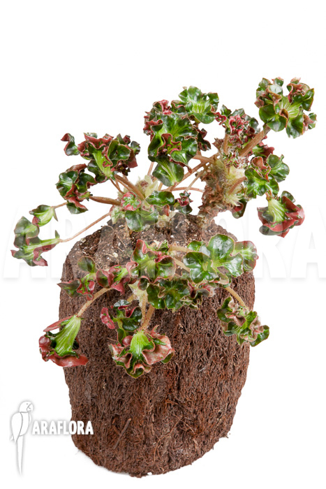 Begonia ‘Cathedral’ ‘Starter’