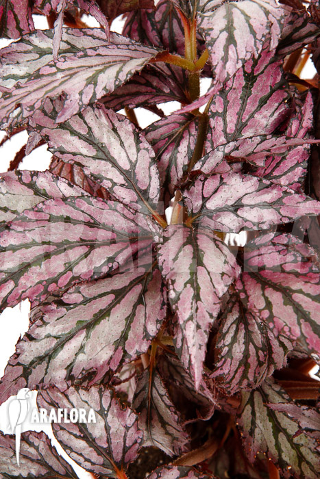 Begonia ‘Supernova’