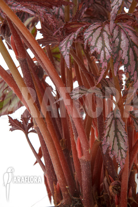 Begonia ‘Supernova’