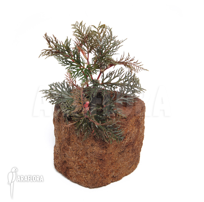 Begonia bipinnatifida example sales plant