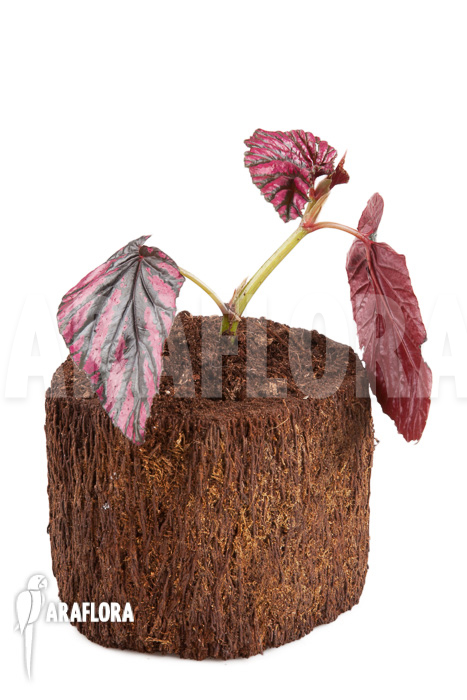 Begonia brevirimosa subsp exotica “Starter”