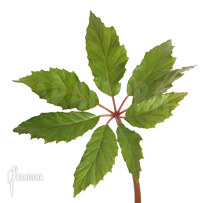 Begonia carolineifolia semi adult plant