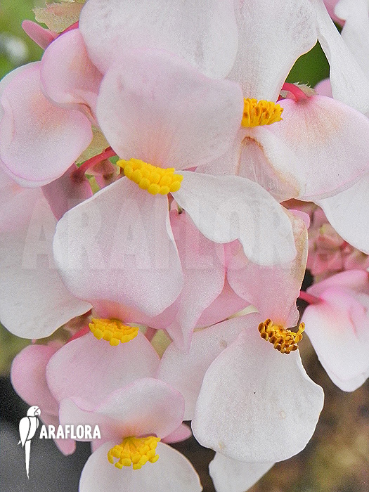 Begonia carolineifolia flower