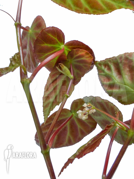 Begonia dietrichiana