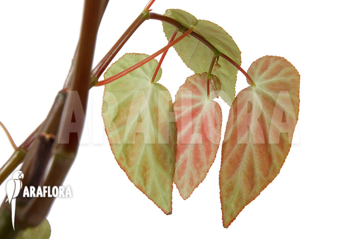 Begonia dietrichiana