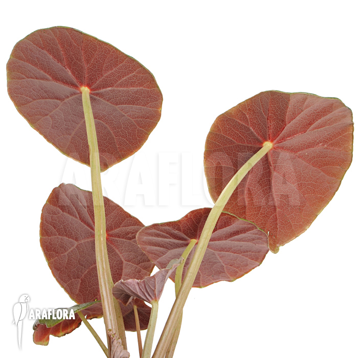 Begonia kaustyana