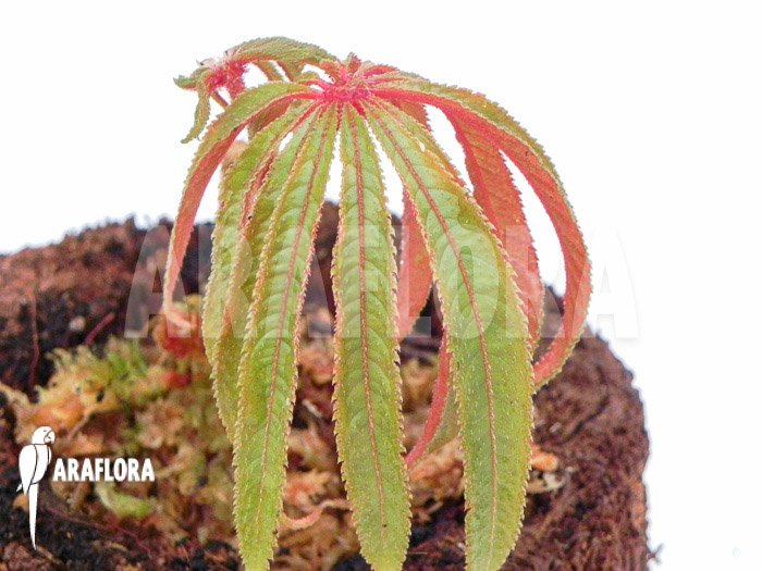 Begonia luxurians ‘Starter’