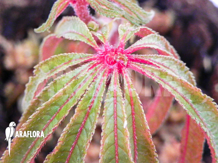 Begonia luxurians ‘Starter’