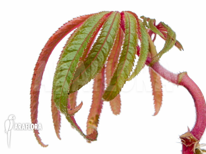 Begonia luxurians ‘Starter’