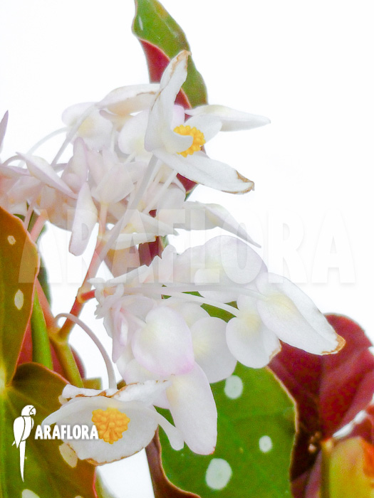 Begonia maculata