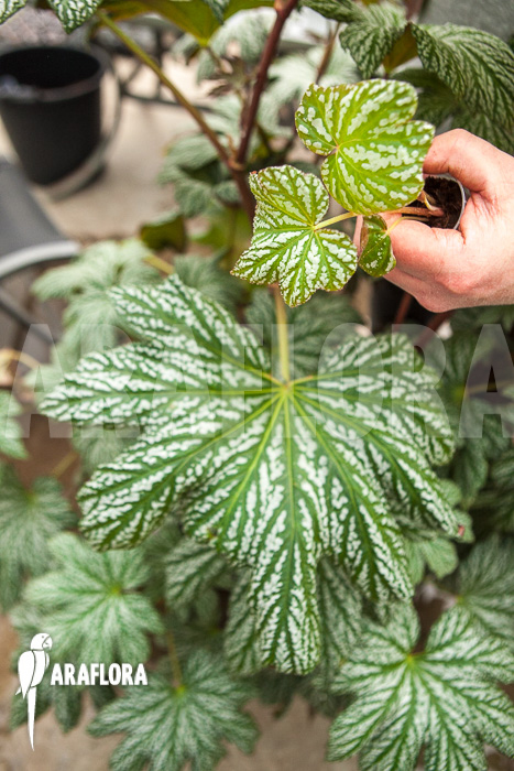 Begonia malipoensis Starter