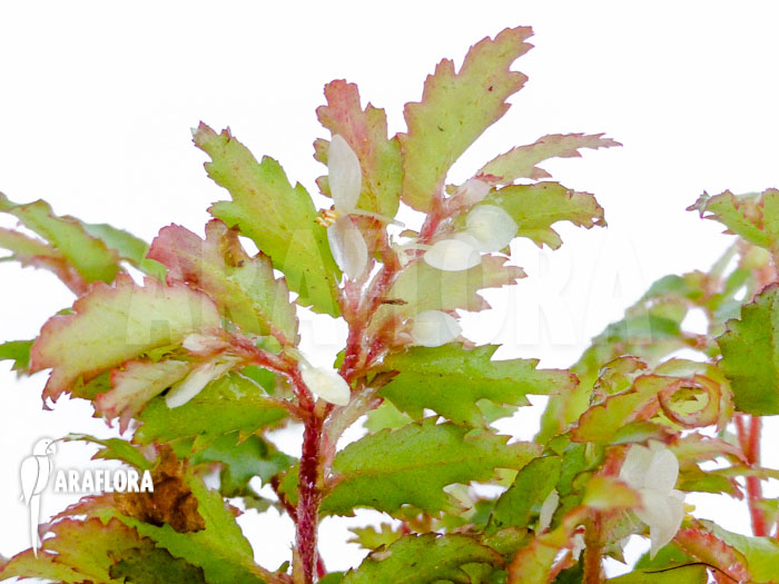 Begonia minutifolia