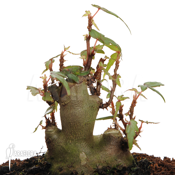 Begonia partita ‘S’