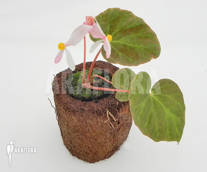Begonia pavonina