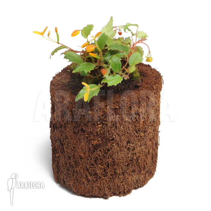 Begonia prismatocarpa ‘L’