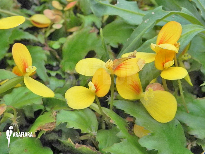 Begonia prismatocarpa ‘Flower’