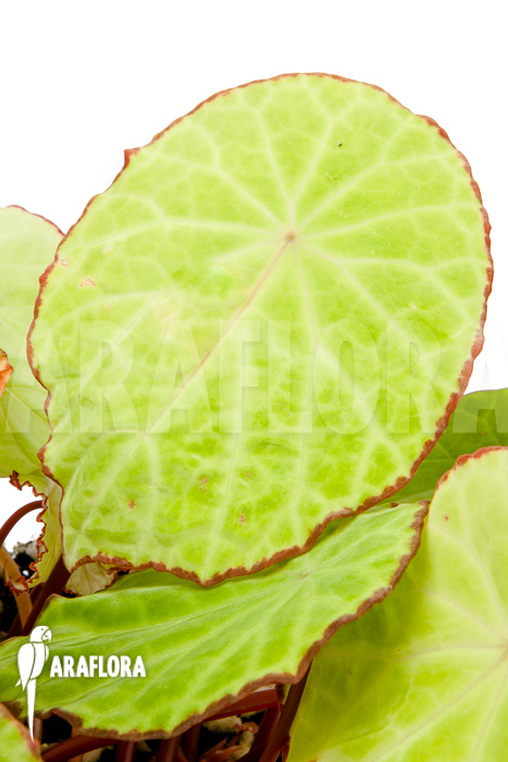 Begonia scapigera