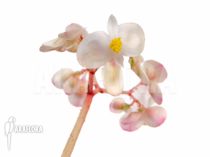 Begonia soli-mutata flower